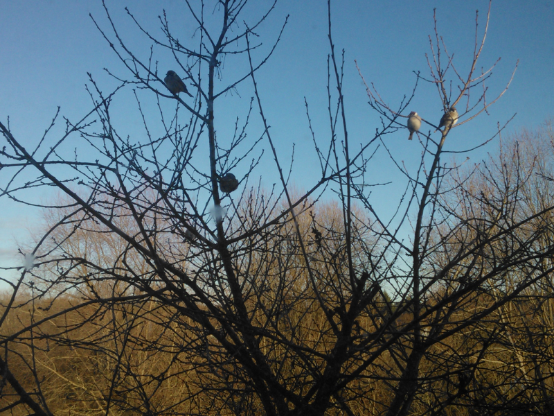 Behind the window - "spys"